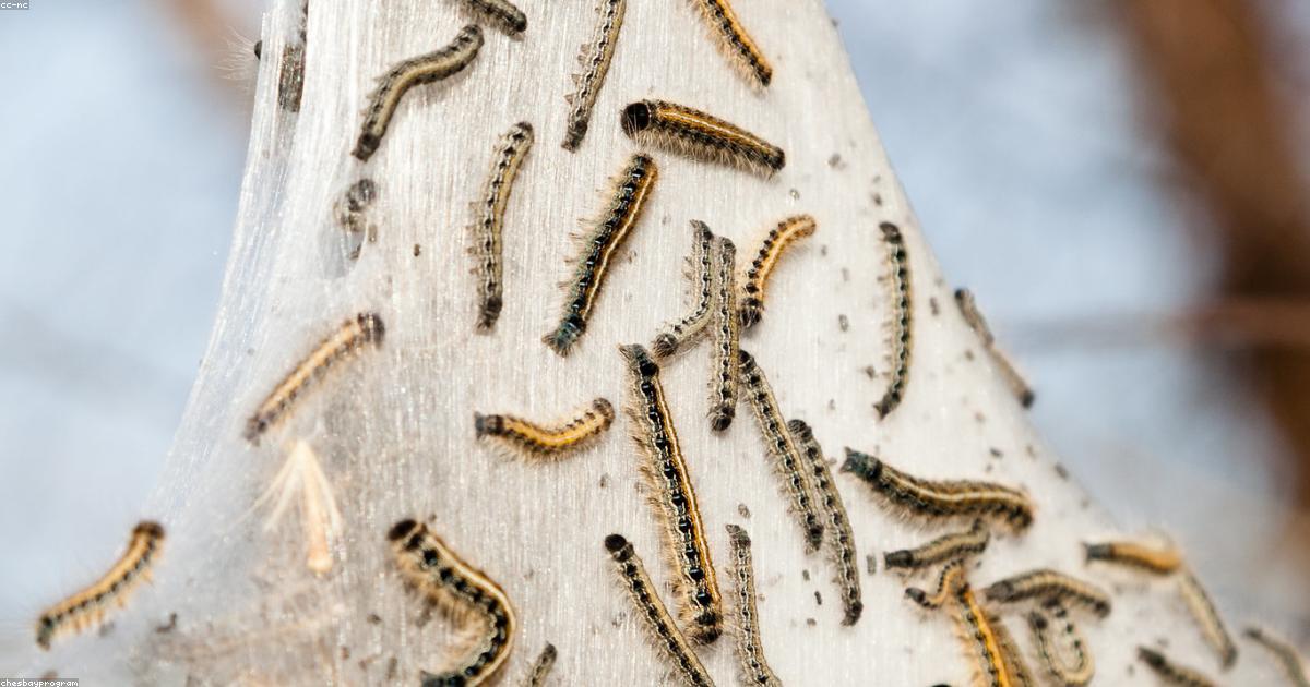 Comment le streetwear redéfinit le luxe